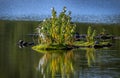 Great Egret Fishing from a small Island with Turtles on the Chesapeake Bay Royalty Free Stock Photo