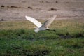 Great egret flies over riverbank lifting wings Royalty Free Stock Photo