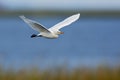 Great Egret in Flight