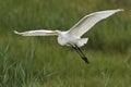 Great Egret Flight Royalty Free Stock Photo