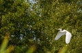 Great egret flying down the wings on the trees background Royalty Free Stock Photo