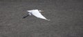 Great Egret in Flight against natural gray sand Royalty Free Stock Photo