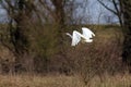 The Great Egret in flight Royalty Free Stock Photo