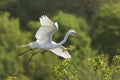 Great Egret in Flight at Breeding Colony Royalty Free Stock Photo