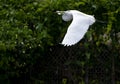 Great Egret In Flight Florida Ardea Alba