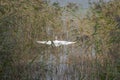 Great egret in flight in the lakeside reeds