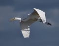 A great egret in flight over Moss Landing Royalty Free Stock Photo