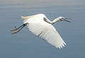 Great egret in flight over river water Royalty Free Stock Photo