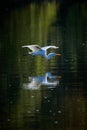 Great egret in flight over water