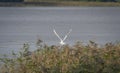 Great egret in flight over the lakeside reeds