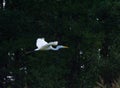 Great egret in flight on the tree background. Royalty Free Stock Photo