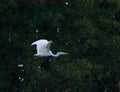 Great egret flies on the green foliage background. Royalty Free Stock Photo