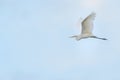 Great Egret in flight with wings up Royalty Free Stock Photo