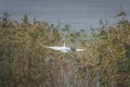 Great egret in flight in the lakeside reeds