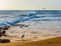 Great Egret & a Flock of Pelicans in the Wind Royalty Free Stock Photo