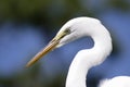 Great Egret Florida Royalty Free Stock Photo