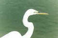 Great Egret Florida With Green Background