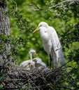 Great Egret in Florida Royalty Free Stock Photo