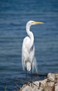 Great egret, Florida Royalty Free Stock Photo