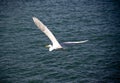 Great Egret flying