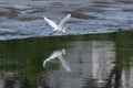 Great egret flying above a lake and its reflection on the water Royalty Free Stock Photo