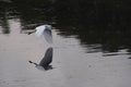 Great egret flying above a lake and its reflection on the water Royalty Free Stock Photo