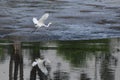 Great egret flying above a lake and its reflection on the water Royalty Free Stock Photo