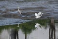 Great egret flying above a lake and its reflection on the water by the shore line Royalty Free Stock Photo