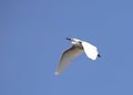 Great egret flying against a clear blue sky Royalty Free Stock Photo