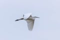 Great Egret Flying Ardea alba Great White Egret Royalty Free Stock Photo