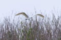 Great Egret Flying Ardea alba Great White Egret Royalty Free Stock Photo