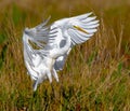 Great Egret Flying - Ardea alba - Great White Egret landing in marsh with wings out showing feather detail, green and brown weeds Royalty Free Stock Photo