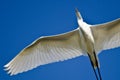Great Egret Flying in a Blue Sky Royalty Free Stock Photo