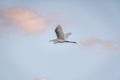 Great Egret Flying - Brasilia, Distrito Federal, Brazil