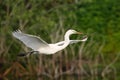 Great egret flying with building material Royalty Free Stock Photo