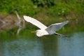 Great egret flying with building material Royalty Free Stock Photo