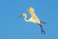 Great egret flying with building material Royalty Free Stock Photo