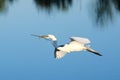Great egret flying with building material Royalty Free Stock Photo