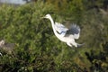 Great egret flying with building material Royalty Free Stock Photo
