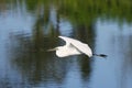 Great egret flying with building material Royalty Free Stock Photo