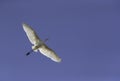 Great Egret flying high at Buhair lake, Bahrain Royalty Free Stock Photo