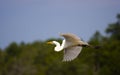 Great Egret Flying Home