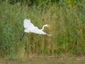 A Great Egret flying low over a pond Royalty Free Stock Photo