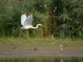 A Great Egret flying low over a pond Royalty Free Stock Photo