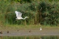 A Great Egret flying low over a pond Royalty Free Stock Photo