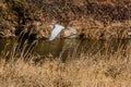 Great egret flying low over small river with brown winter grass Royalty Free Stock Photo