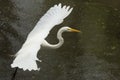 Great egret flying low with wings outspread in Florida`s Evergla Royalty Free Stock Photo