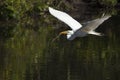 Great egret flying with nesting material in its bill, Florida. Royalty Free Stock Photo