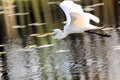 Great egret flying over lake