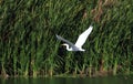 Great Egret flying over lake in front of reeds Royalty Free Stock Photo